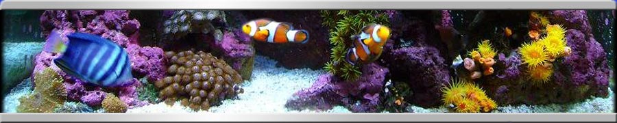 Fish Tanks, Aquarium Accessories and 