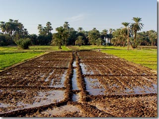 Nile Irrigation