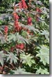 Castor Oil Plant